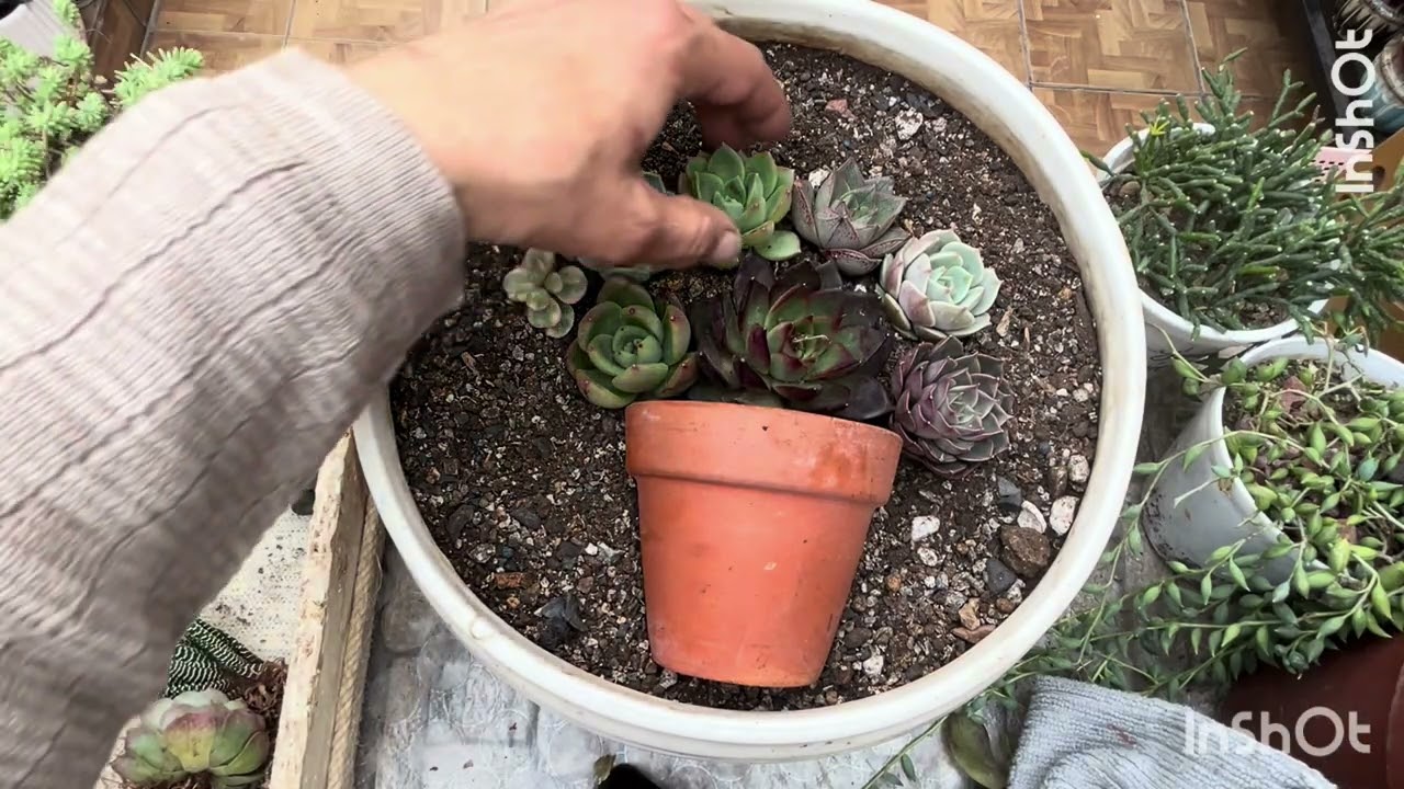 Succulent Flower Pot 