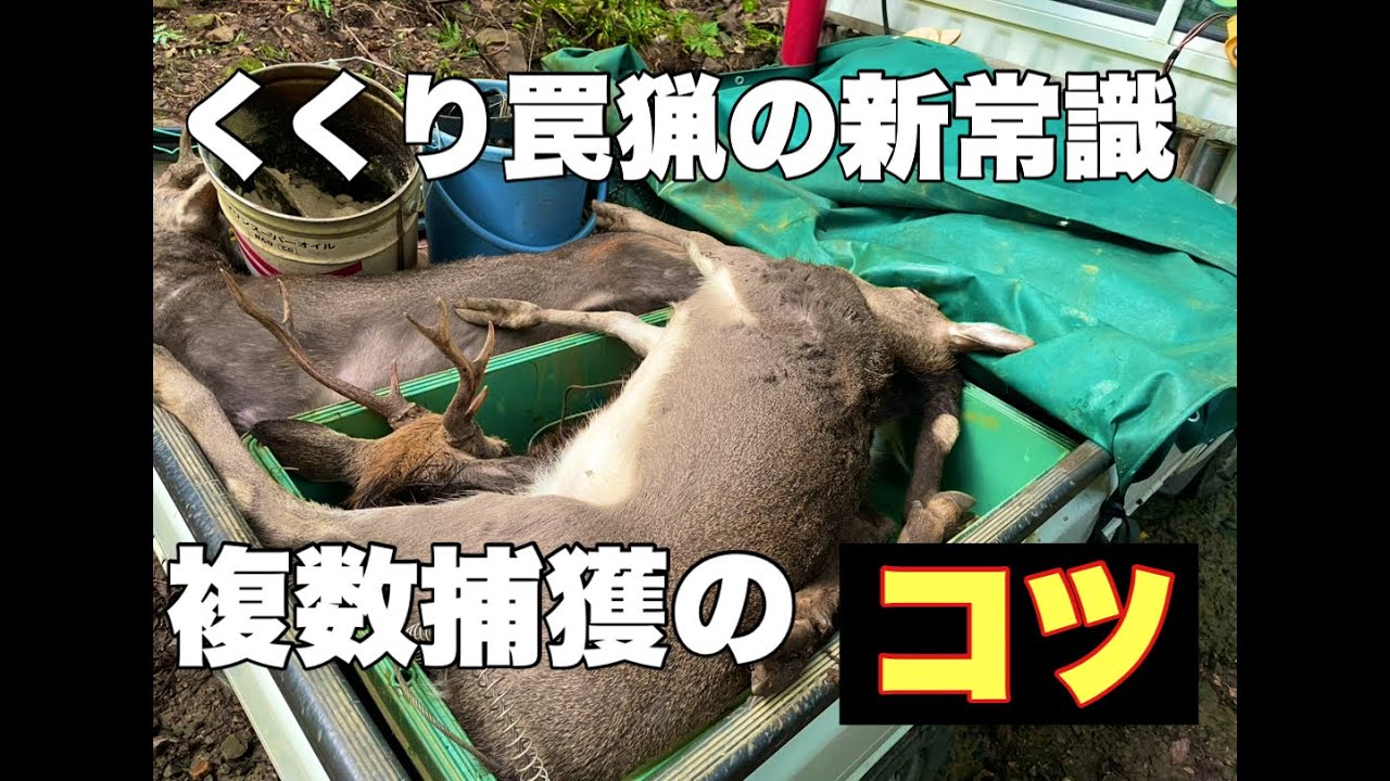 月に５０頭捕獲する男が解説する「くくり罠で複数捕獲するコツ」