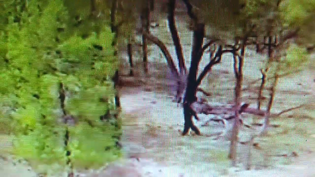 Is This Real Footage Of Yowie Bigfoot Hairyman Junjudee Sasquatch 720p