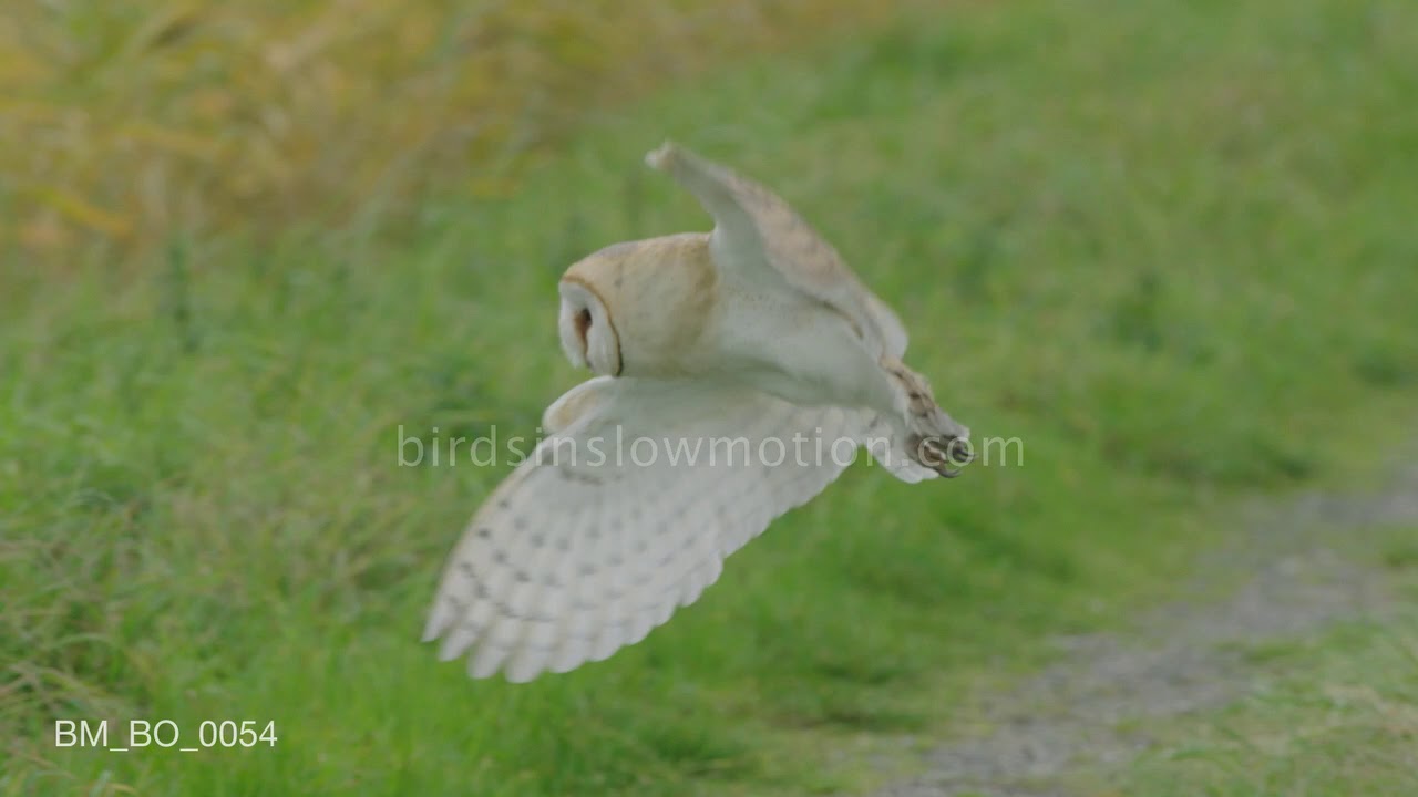 Flying barn owl in field turns and lands - birdsinslowmotion.com