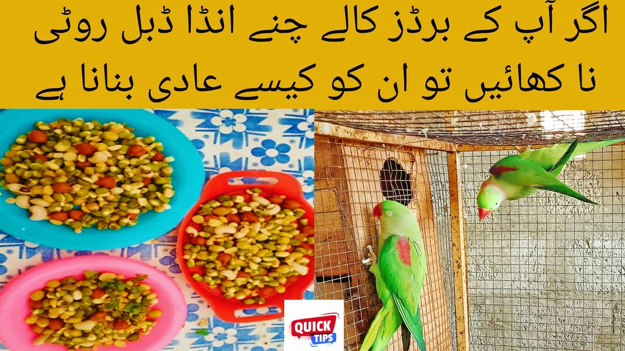 Why Birds Not Eat Soft food Reason And Saloution | Raw Parrots RingNeck Parrots