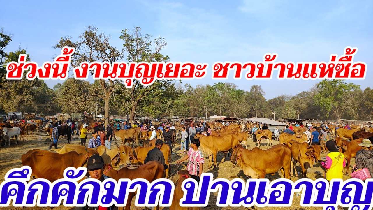 ช่วงนี้งานบุญเยอะ ชาวบ้านแห่ซื้อวัว คึกคักมาก ปานเอาบุญ