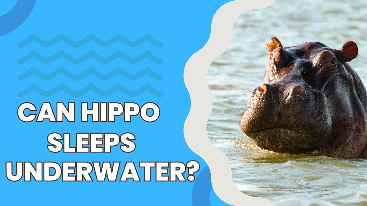 [Can hippo SLEEPS underwater?] Facts about hippo