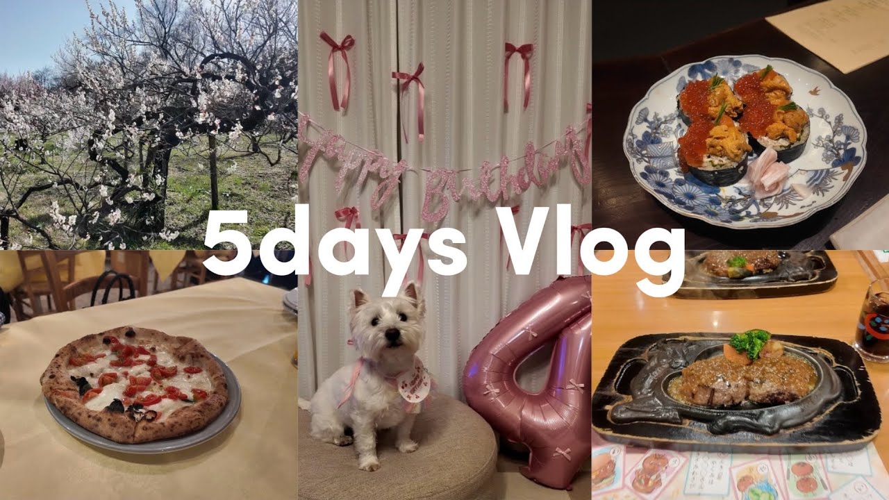 【VLOG】社会人の休日5日間vlog💖 | さわやかハンバーグを食べる🎶 | 表参道ディナー🍽️ | わんちゃんバースデー🎂 | 目黒で贅沢ごはん✨ | お花見ピクニック🧺