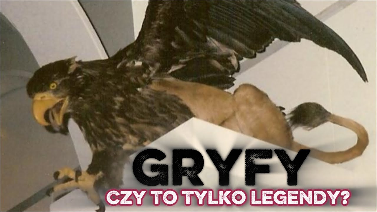 GRYFY &ndash; HISTORIA, KT&Oacute;RĄ WYMAZANO&hellip; 