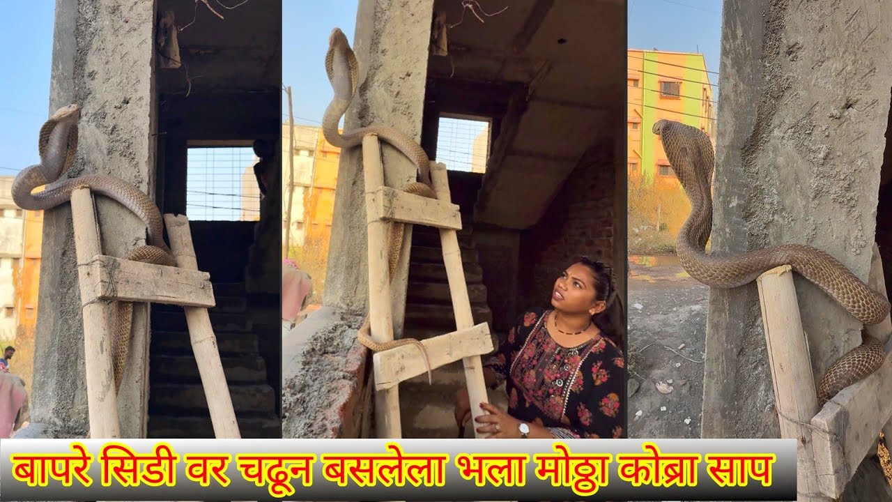 😳🐍दादा सिडी घ्यायला गेले आणि सिडीवर भला मोठ्ठा कोब्रा साप बसलेला पाहा🐍😱Dangerous Cobra Snake Rescue🐍