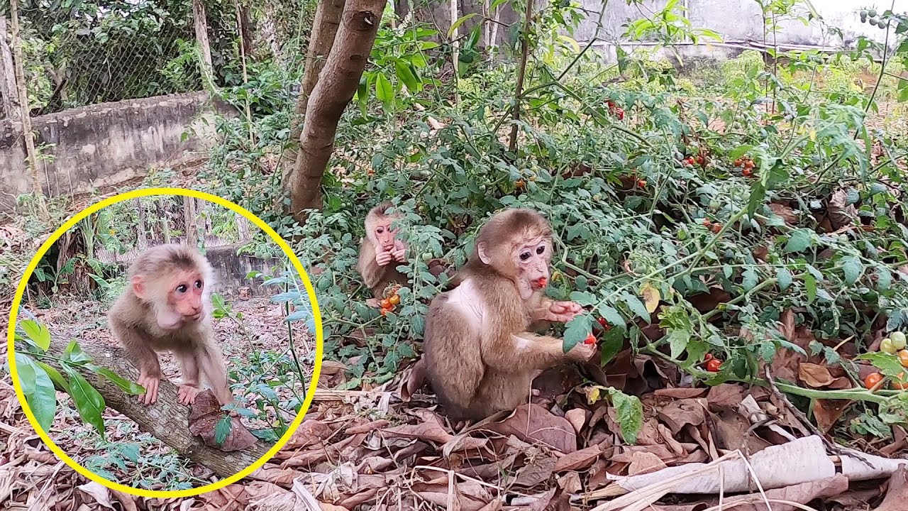 Monkeys Rosi and Linda work together foraging in semi wild environments