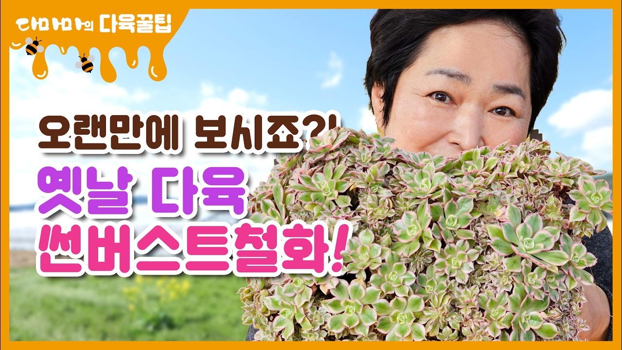 오랜만에 보시죠?! 옛날 다육 썬버스트철화![2026.03.16]