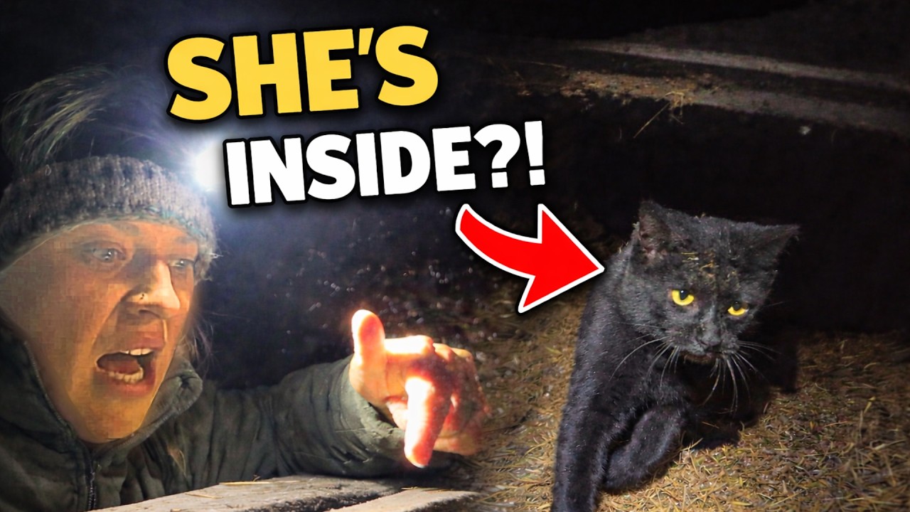 One Very Lucky Cat, Escaped Sheep & Farm Chaos | Real Life on the Farm