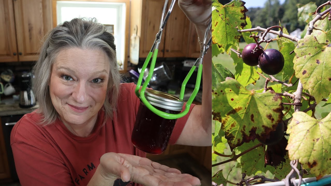 Muscadine Jelly