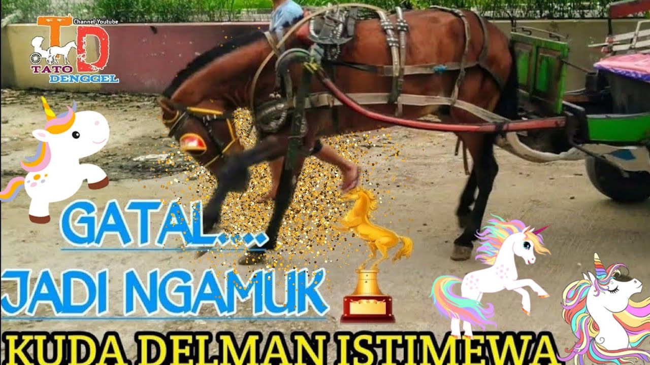 Gatal.. Kuda Ngamuk || Kuda Delman Istimewa Kemayoran || tato denggel