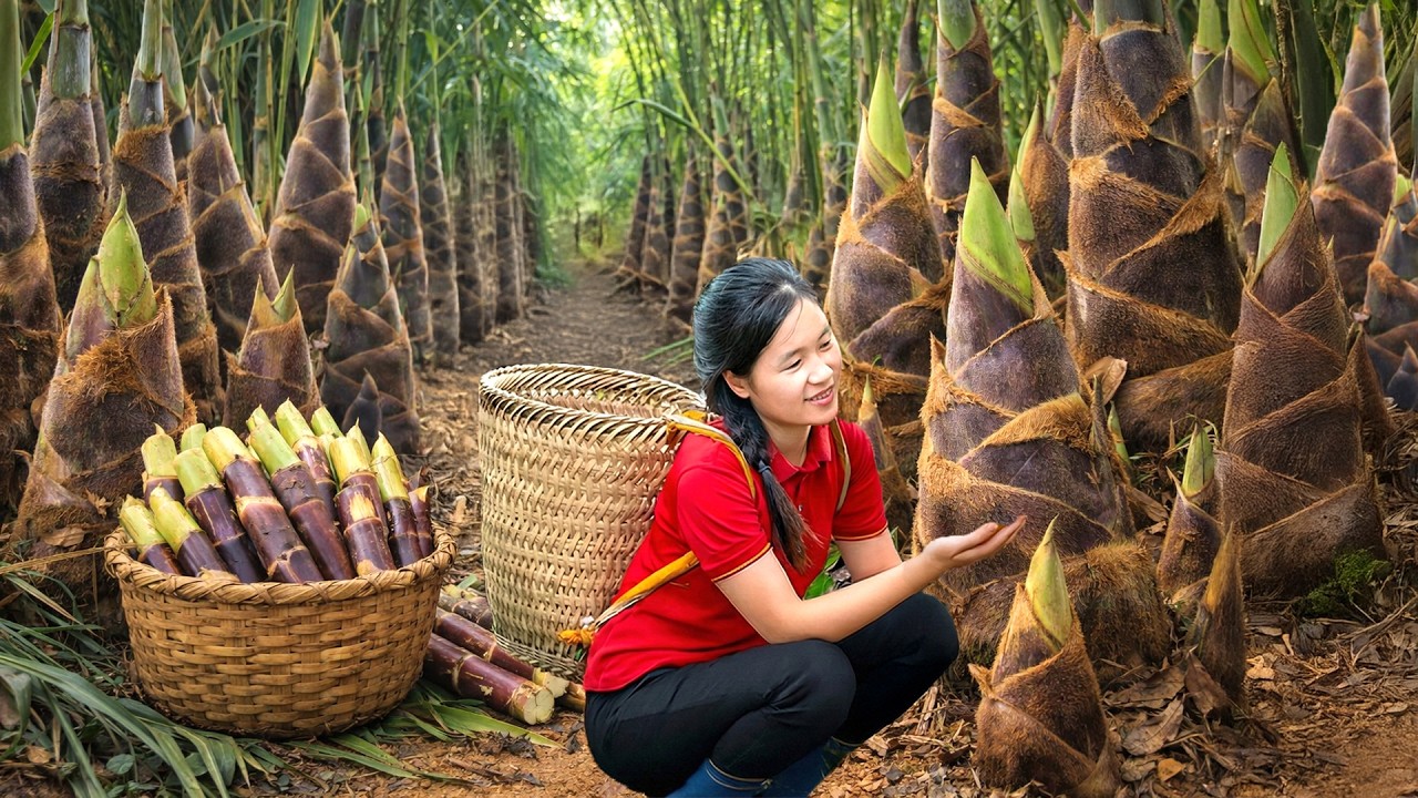Harvesting 900+kg Bamboo Shoots In The Forest Goes To Market Sell | Gardening & Cooking