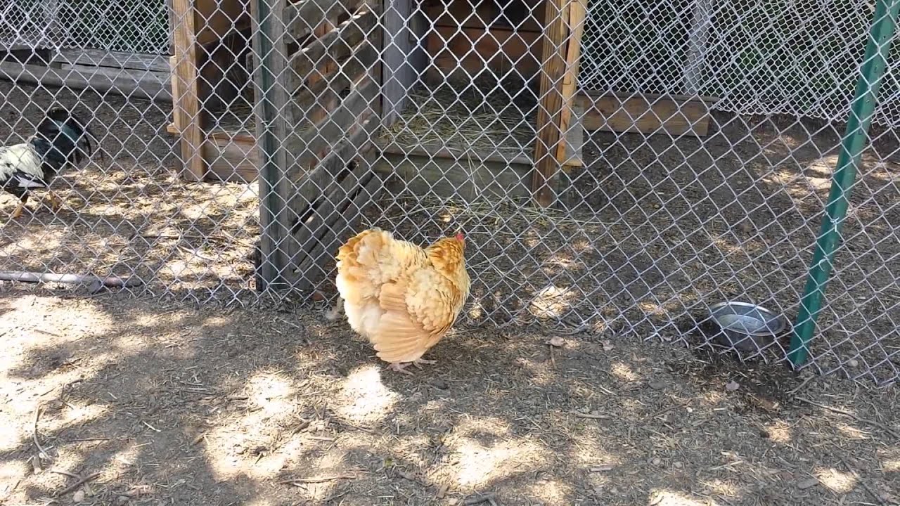 Hen dislikes rooster