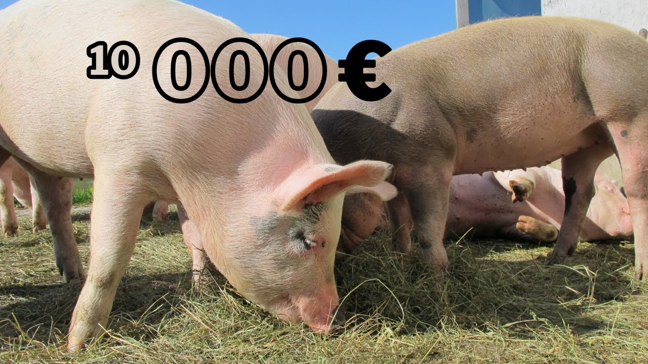 Cum SĂ faci 10 000 € din PORCI?