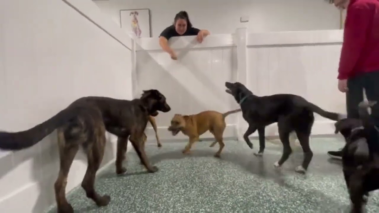 Our pups love Thursdays at Doggie Daycare