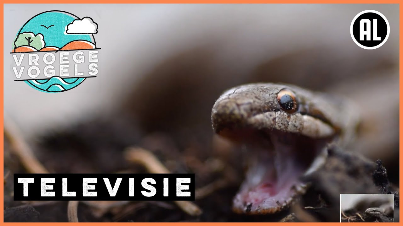 DNA-onderzoek bij gladde slangen | TV | Vroege Vogels