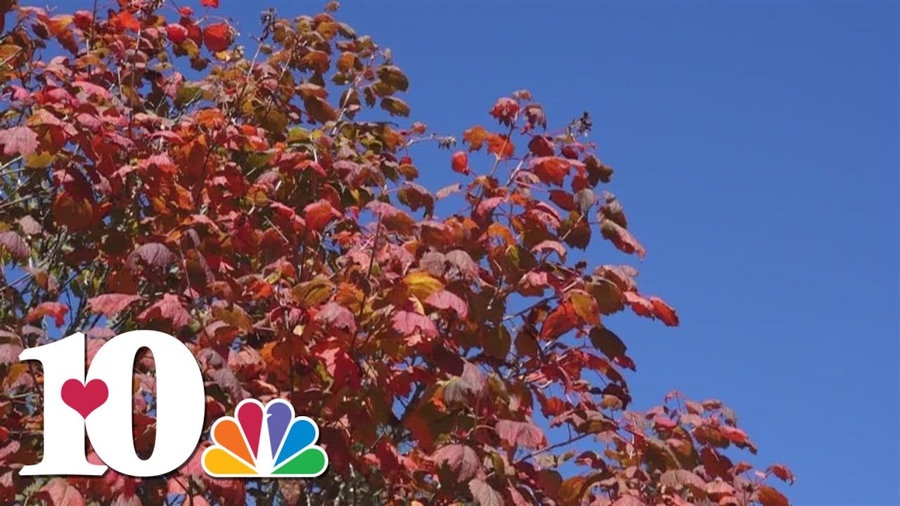 Fall leaves paint beautiful picture in Cumberland County