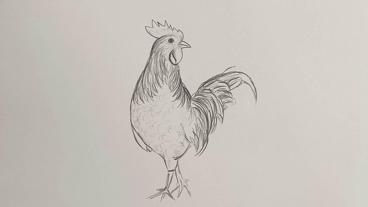 How to draw cock | hen drawing for kids