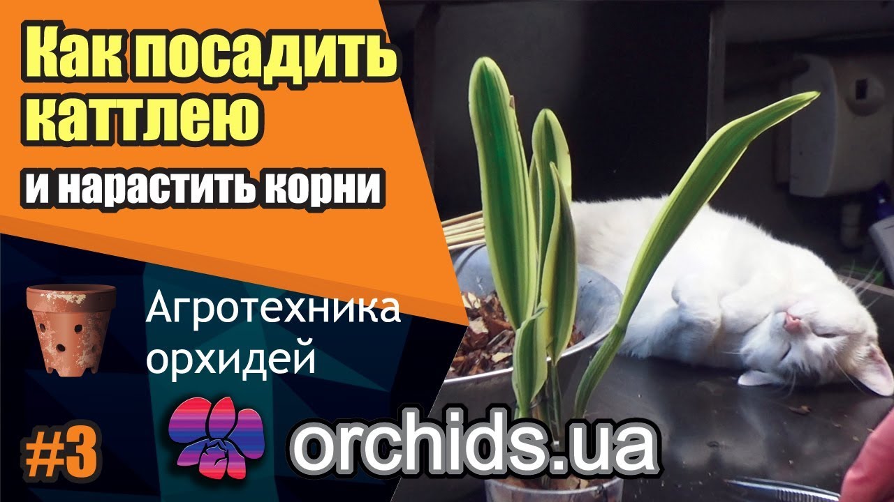 Как посадить каттлею (Cattleya). Как нарастить корни.