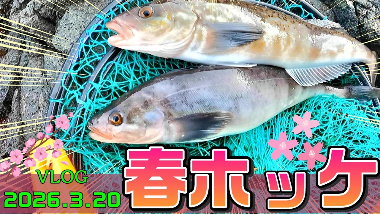 【メガホッケ炸裂！】当たれば良型！？ロックフィッシュタックルでホッケ釣り♪