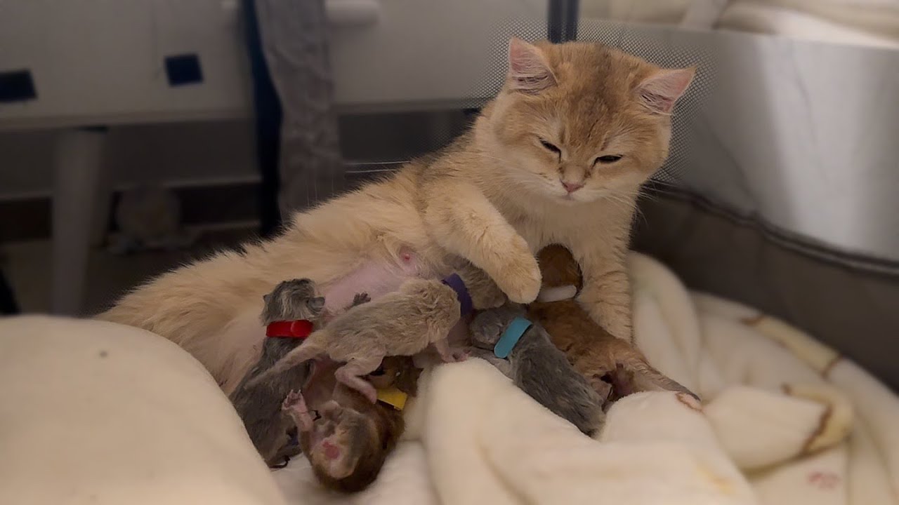 [Прикоснувшись] Кошка собирается родить рядом со мной 😹 l Второй ребенок не дышит.