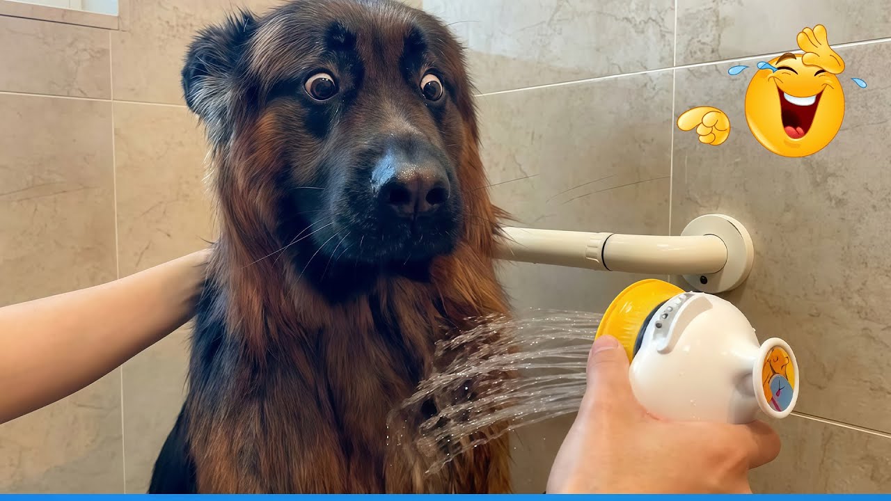 German Shepherd Dog Videos That Will Keep You Catching Your Eyes 😂The Funniest Dog and Cat Videos