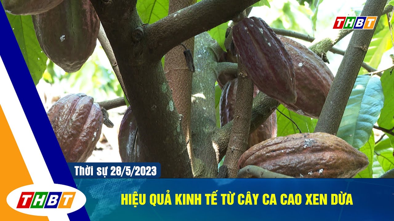 HIỆU QUẢ KINH TẾ TỪ CÂY CA CAO XEN DỪA
