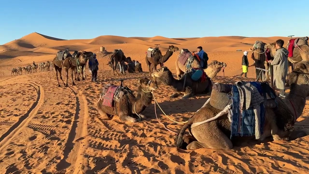 Morocco - 🐪 Camel Riding in the Merzouga Desert