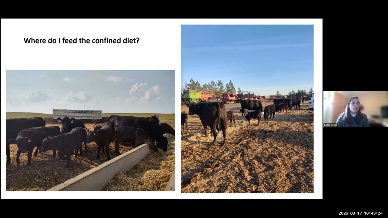 Confinement Feeding Cow Calf Pairs