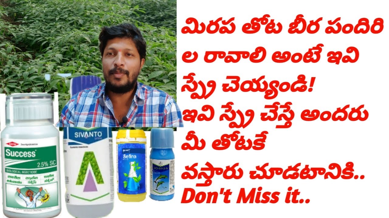 #మిరప లో బెస్ట్ కాంబినేషన్ మందు.ఇవి స్ప్రే చెయ్యండి మీరు ఎప్పుడు చూడని గ్రోత్ వస్తుంది#mirchi #bayer