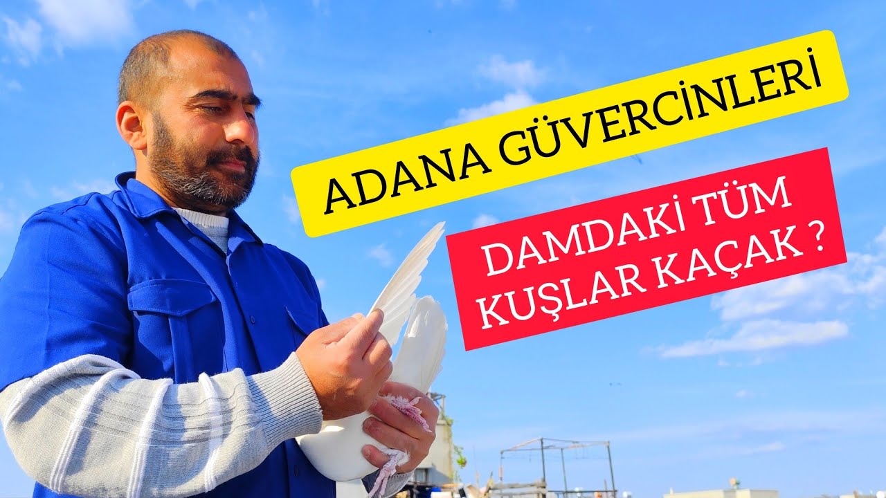 Adana Güvercin Irkı Yerli Ve Kırma Güvercinleri Uçuruyor AYHAN KUŞ !