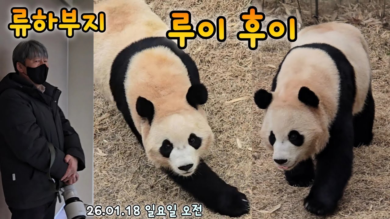 루이후이 마지막 일요일 오전 야외영상💕다음주 일요일은 굿모닝 루이후이로만 볼 수 있어요 26.01.18 Ruibao Huibao 