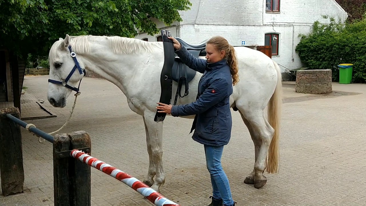 Stal Mansour E-cursus - de Zadelplek