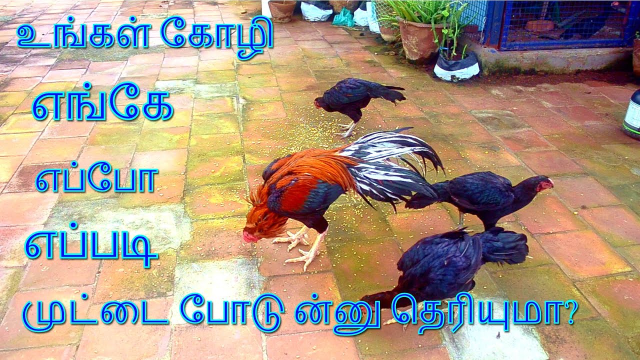 உங்கள் கோழி எங்கே எப்போ எப்படி முட்டை போடு ன்னு தெரியுமா?