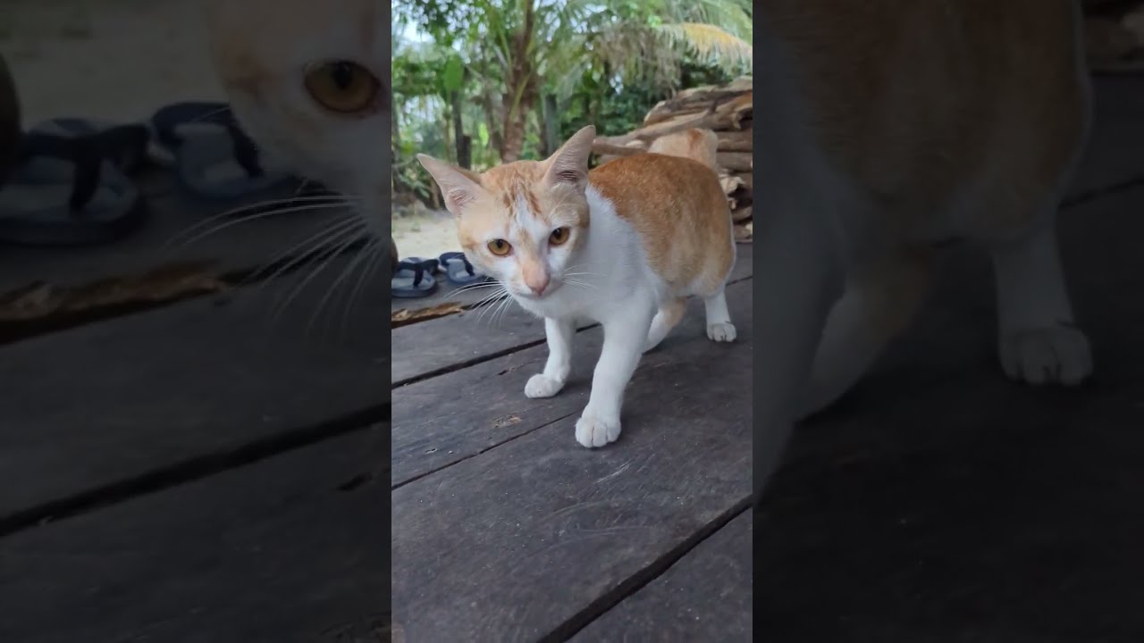 #Top cat is broken.