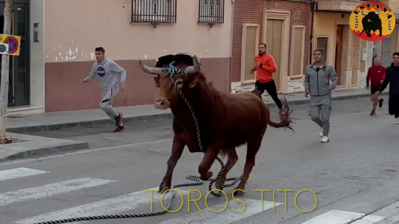 Monserrat toros en cuerda 4 febrero 2024 HD 1080p