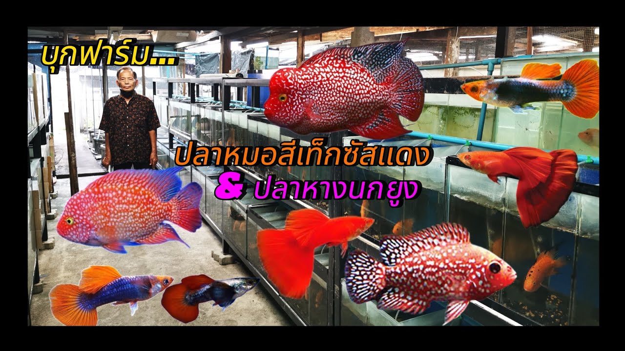 บุกฟาร์ม !! ปลาหมอสีเท็กซัสแดง &​ ปลาหางนกยูง​สวยงาม​🐟
