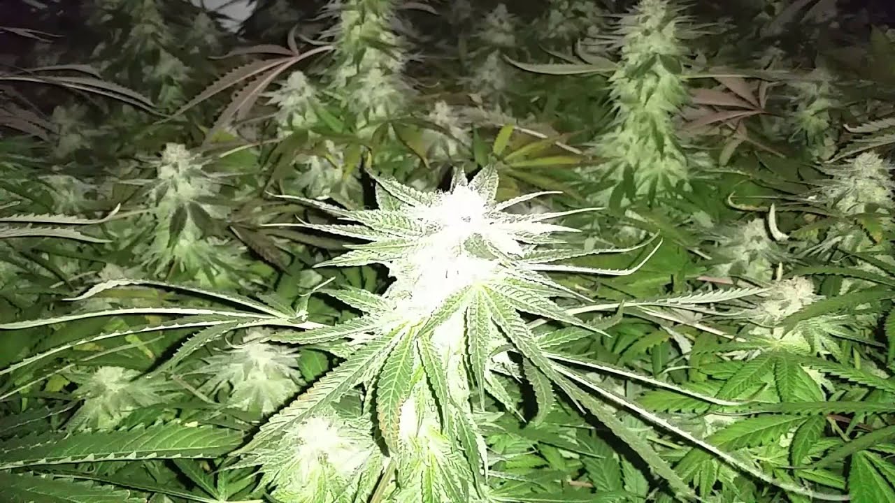 Kens gdp week 9
