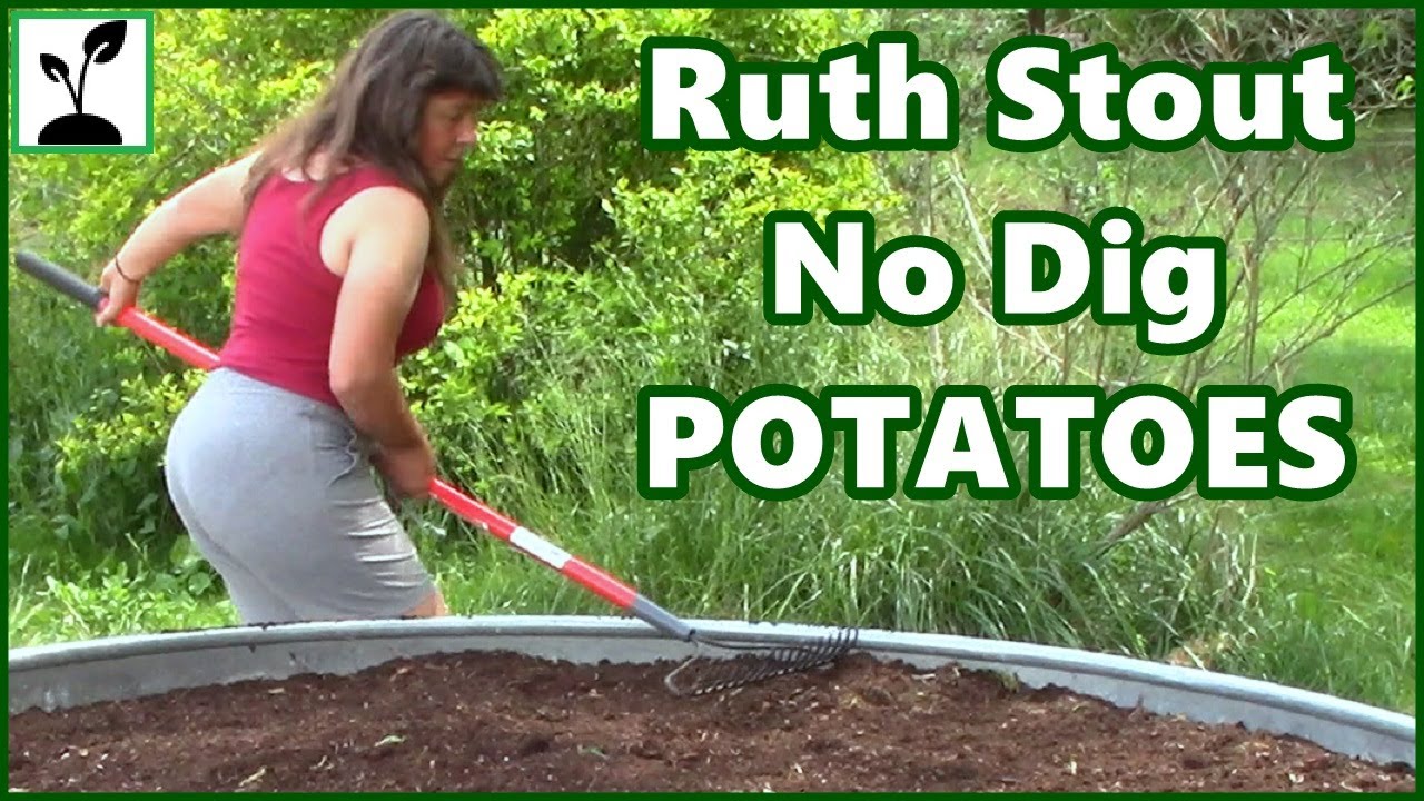 How To Plant No Dig Potatoes ~ Ruth Stout Straw Method