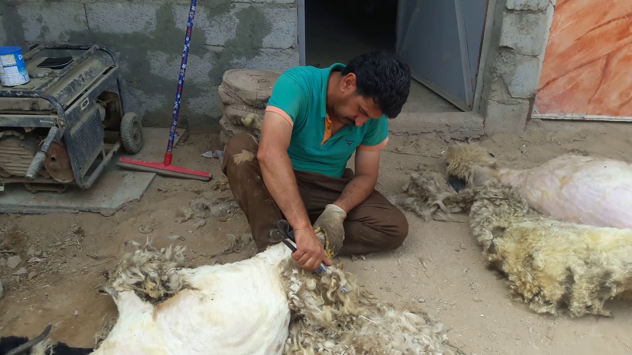 جز اصواف الاغنام في العراق الكاصوص أبو شهاب