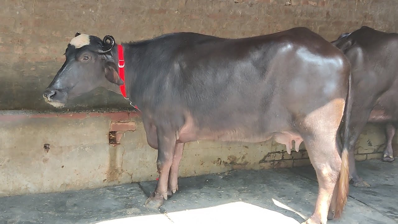 ਇੱਕ ਤੋਕੜ ਗੱਭਣ ਝੋਟੀ 9 ਕਿਲੋ ਦੁੱਧ ਰੈਡੀ ਤਿੰਨ ਮਹੀਨਿਆਂ ਚ ਚੈੱਕ ਪਾਸ ਪਿੰਡ ਅਲਕੜੇ