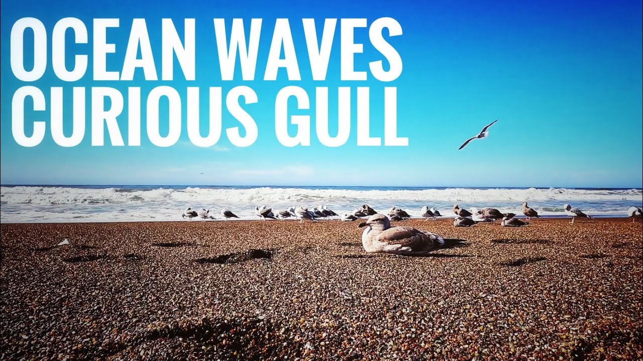 Soothing Sounds: Ocean Waves Curious Gull