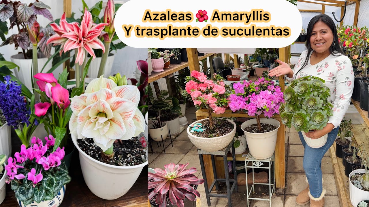 Azaleas, amaryllis mucha floración y trasplante de suculentas coloridas 