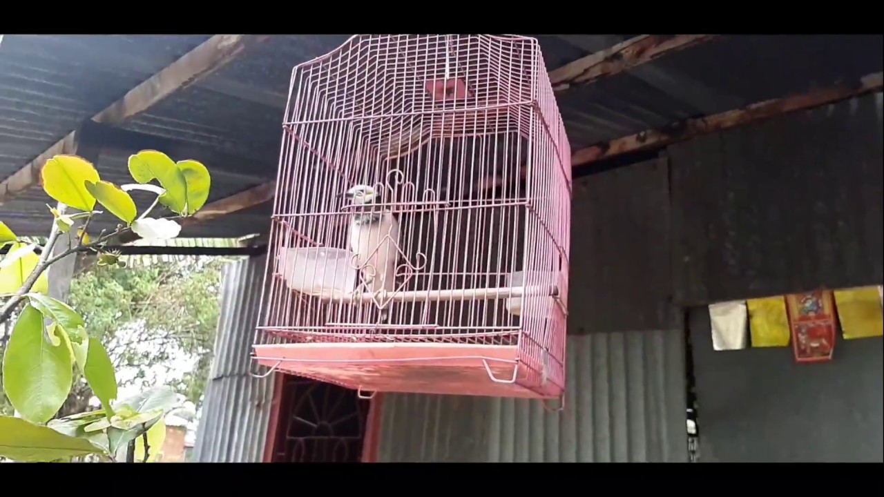 L&agrave;m sao để chim cưỡng tập n&oacute;i nhanh v&agrave; r&otilde;(Bạn n&agrave;o biết)