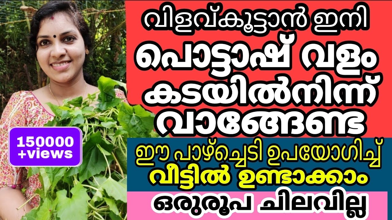 ജൈവ പൊട്ടാഷ് വളം ചിലവില്ലാതെ വീട്ടിൽ ഉണ്ടാക്കാം | Homemade organic potassium fertilizer making |