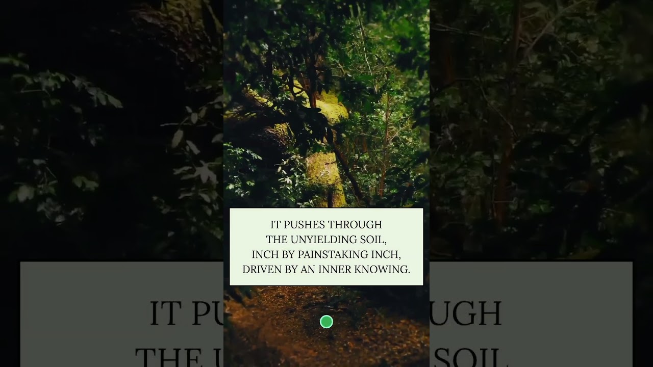 Motivational Story.            #motivation #story #seed #inspiration #asmr