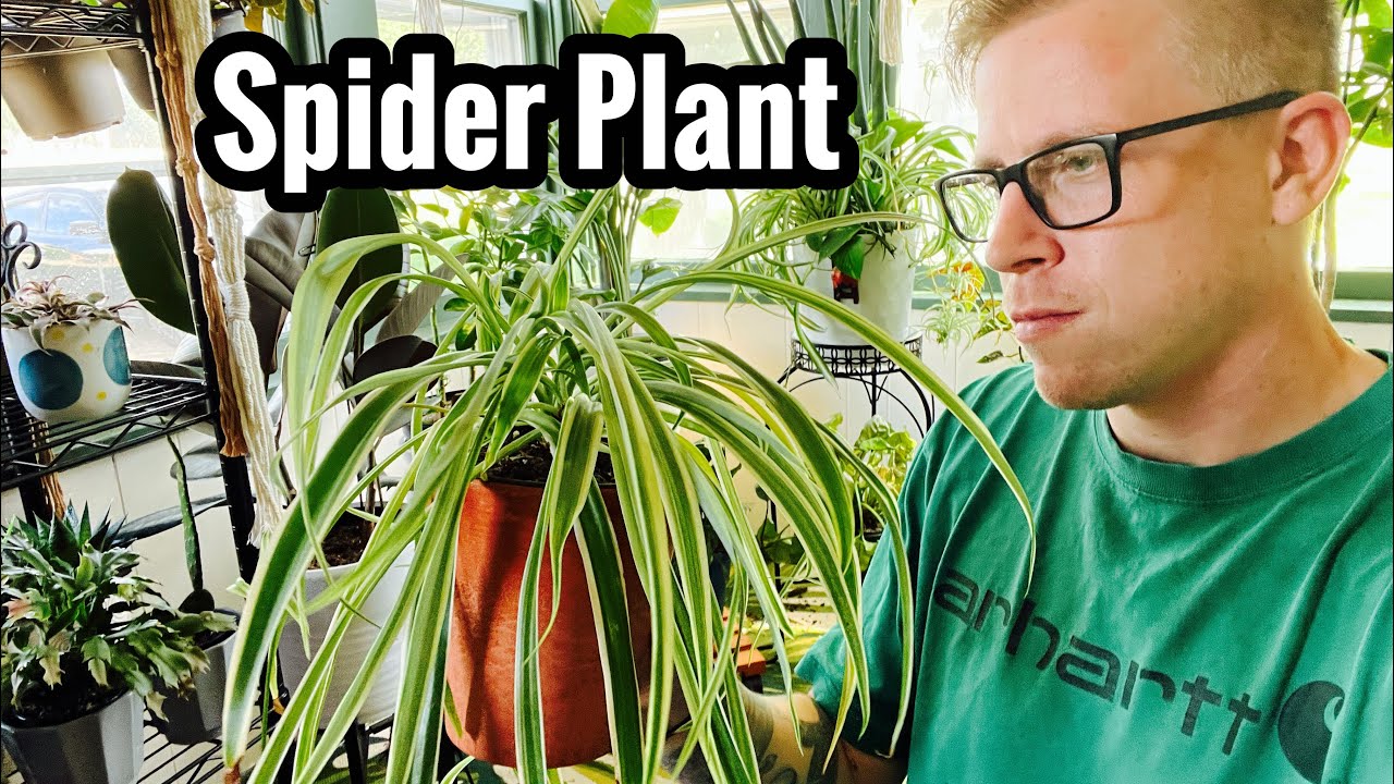 My Spider Plant is Turning Yellow?