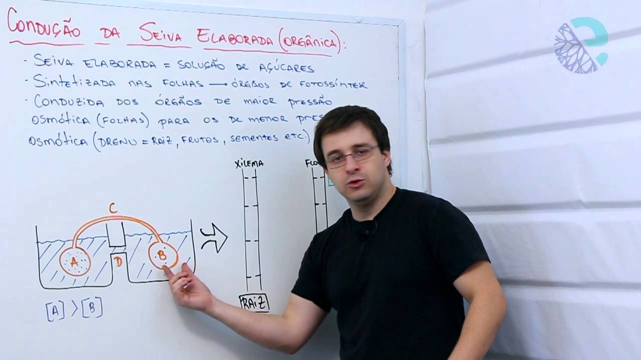 Condução da seiva elaborada (orgânica)