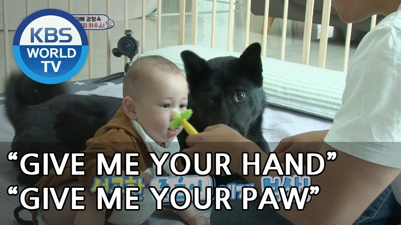 Hyungwook is busy looking after Juwoon and the dogs! XD [The Return of Superman/2018.07.01]