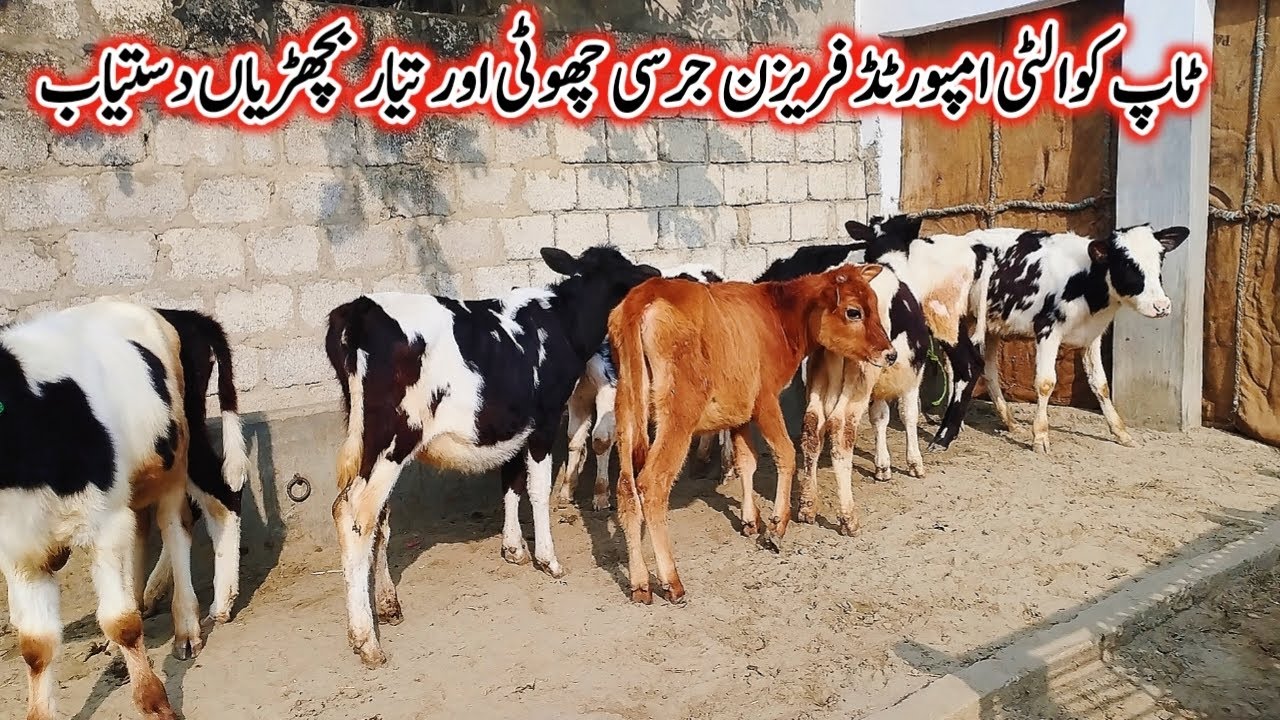 جرسی امپورٹڈ فریزن آسٹریلین چھوٹی اور بالکل تیار بچھڑیاں دستیاب لوکیشن گوندل منڈی کارگو آل پاکستان